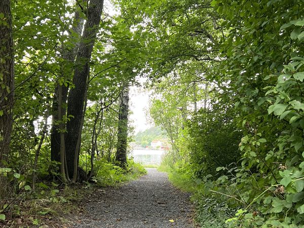 Grussti gjennom løvskogen